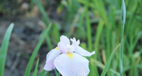 菖蒲花（水乡之花）