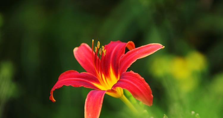 以萱草的花语和寓意（寓意深远的以萱草）