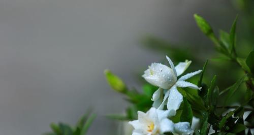 栀子花（花期绽放）