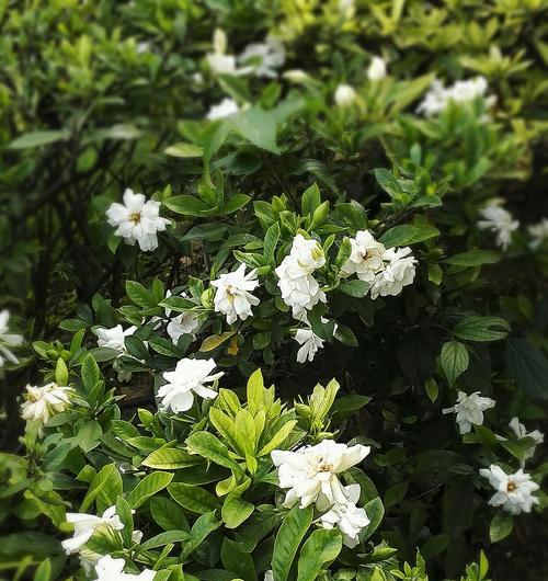 栀子花的花语与魅力（白花如雪）