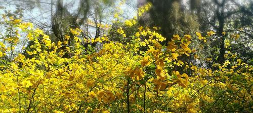 以棣棠花的花语和传说（探索以棣棠花的花语与神话传说）