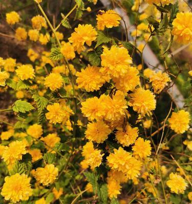 以棣棠花的花语和传说（探索以棣棠花的花语与神话传说）