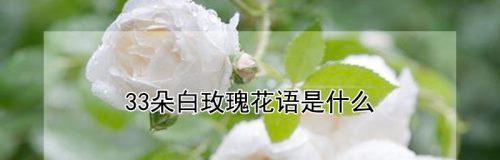 33朵玫瑰花花语的深刻寓意（解读玫瑰花语）