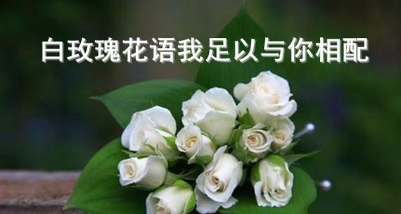 浪漫花语，35朵玫瑰代表什么意思（探索玫瑰的神秘花语）