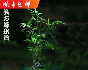 盆栽竹子怎么养才能更旺盛（盆栽竹子的养殖技巧）