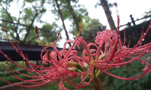 红花石蒜是彼岸花吗（描述彼岸花的特点）