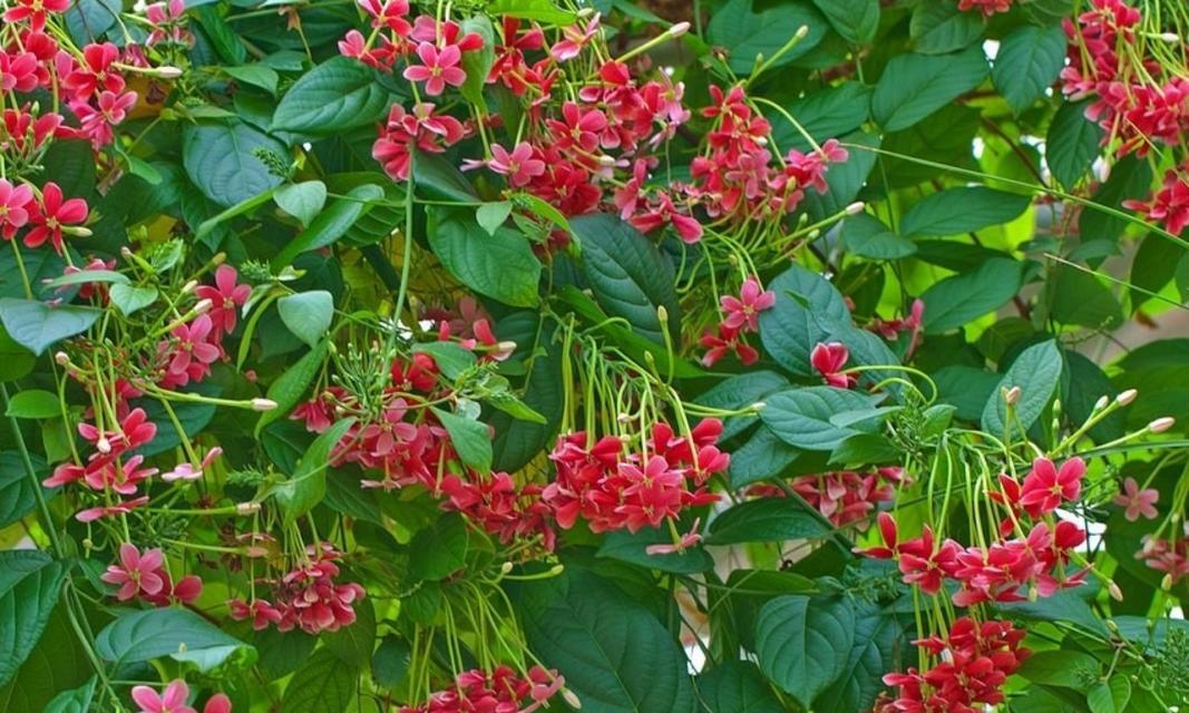 花中君子是什么花的别称（描述君子兰的寓意）