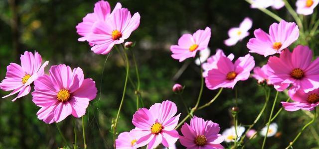 格桑花几月份播种（格桑花的种植方法和时间）