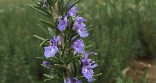 迷迭香如何种植和护理（迷迭香的种植方法与管理）