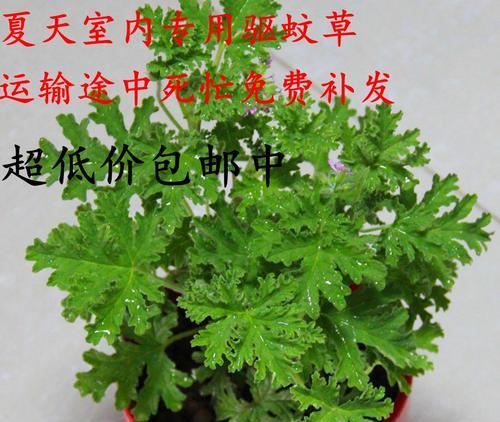 驱蚊草种子什么时候种（驱蚊草种植时间和方法）