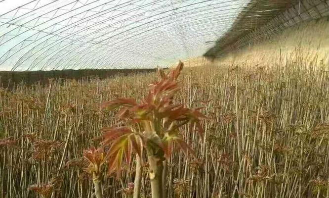 香椿种子怎样种植（香椿树种子种植技术）