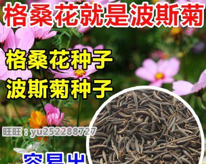 波斯菊的种子怎么种（波斯菊的种植方法和时间）