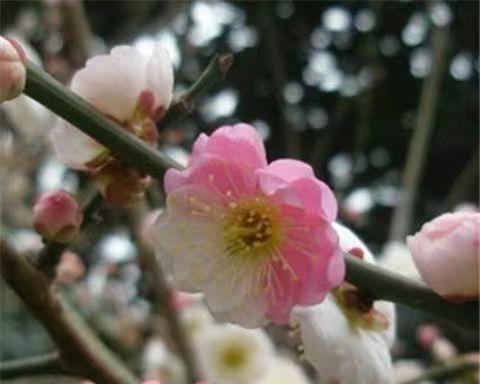 什么花在冬天盛开（盘点十种耐寒花卉）