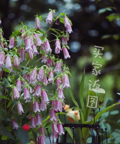 风铃草什么时候播种好（风铃草播种时间及方法）