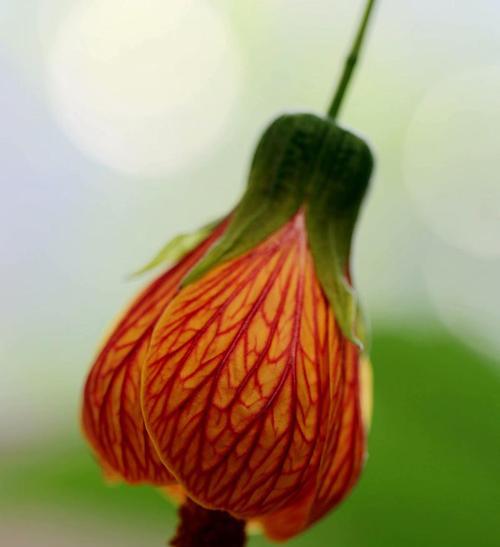 悬铃花什么时候开花（悬铃花花期简单介绍）