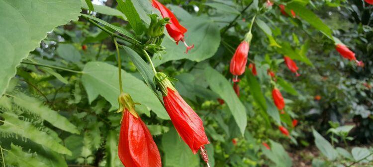 悬铃花什么时候开花（悬铃花花期简单介绍）