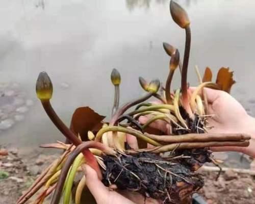 什么水生植物好养（盘点八种常见的水生植物）