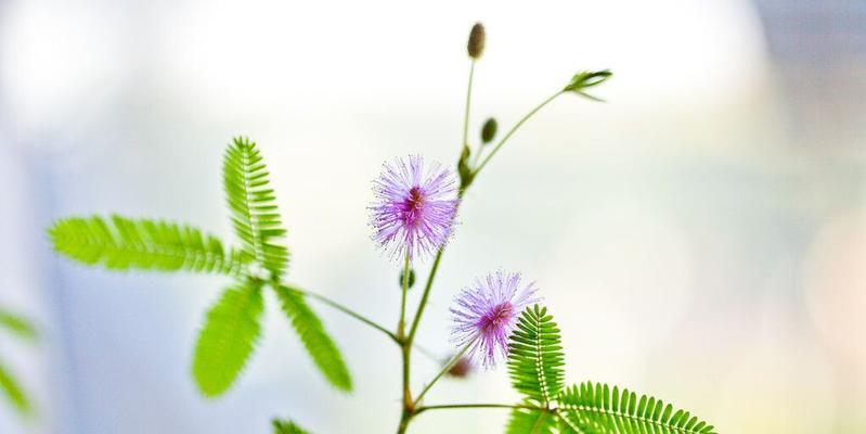 含羞草啥时候种（含羞草种植时间和方法）