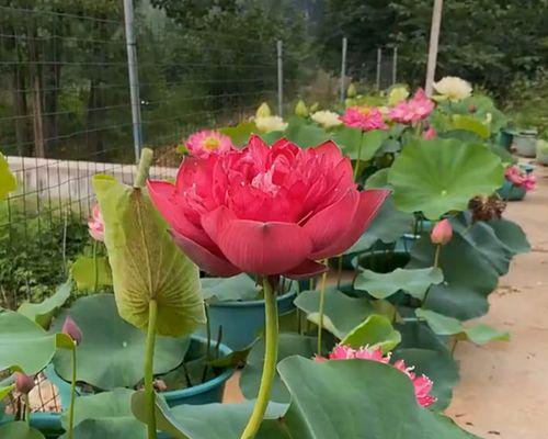 盆栽荷花怎么种植（家庭盆栽荷花养护方法）