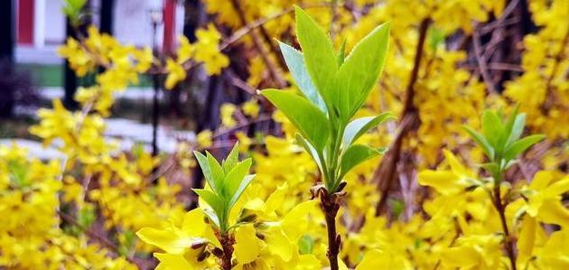 连翘花什么时候开花（连翘花的养殖方法和注意事项）