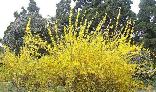 连翘什么时候开花（有关连翘花的花期时间）