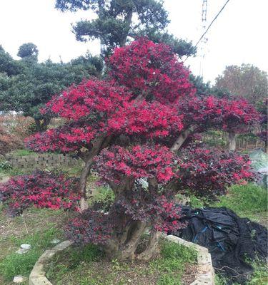 红花继木桩造型怎样选择（常用的红花继木盆景造型方法）