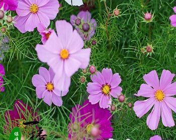 格桑花怎么种植（格桑花种植方法和时间）