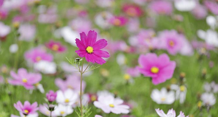 格桑花怎么种植（格桑花种植方法和时间）