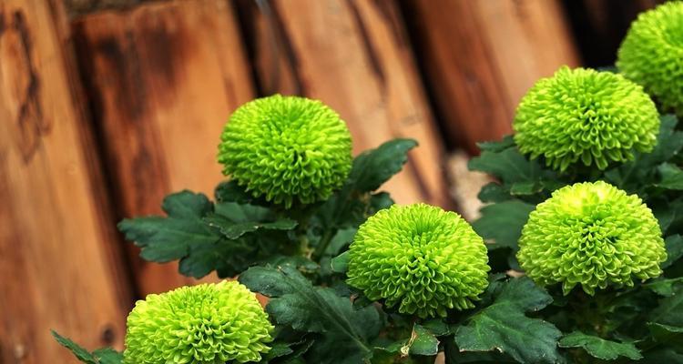 菊花什么时候播种（菊花的种植时间）