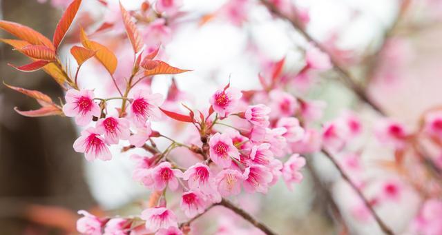 樱花什么时候开（樱花开花季节和时间）