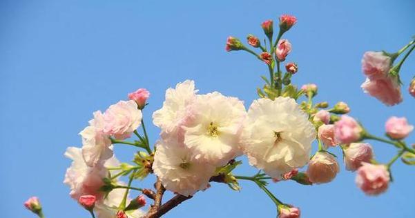 樱花什么时候开（樱花开花季节和时间）