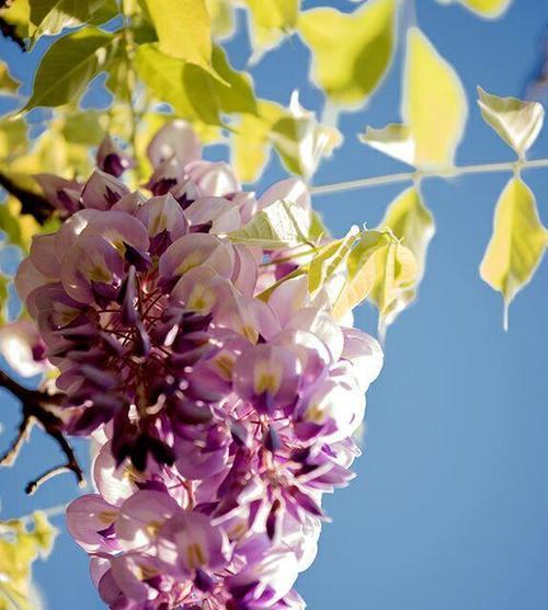 藤萝花什么时候开（有关藤萝花期简介）