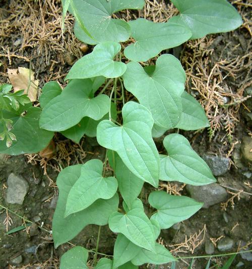 山药怎样种植最简单（山药的种植方法步骤）