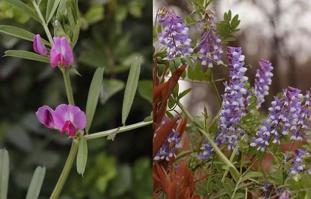 南方三四月份适合种什么菜（家庭阳台种植菜谱）