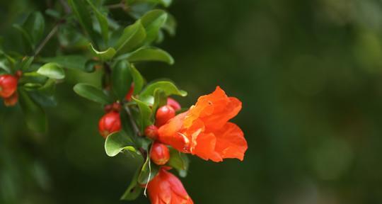 石榴花啥时候开（有关石榴花花期简介）