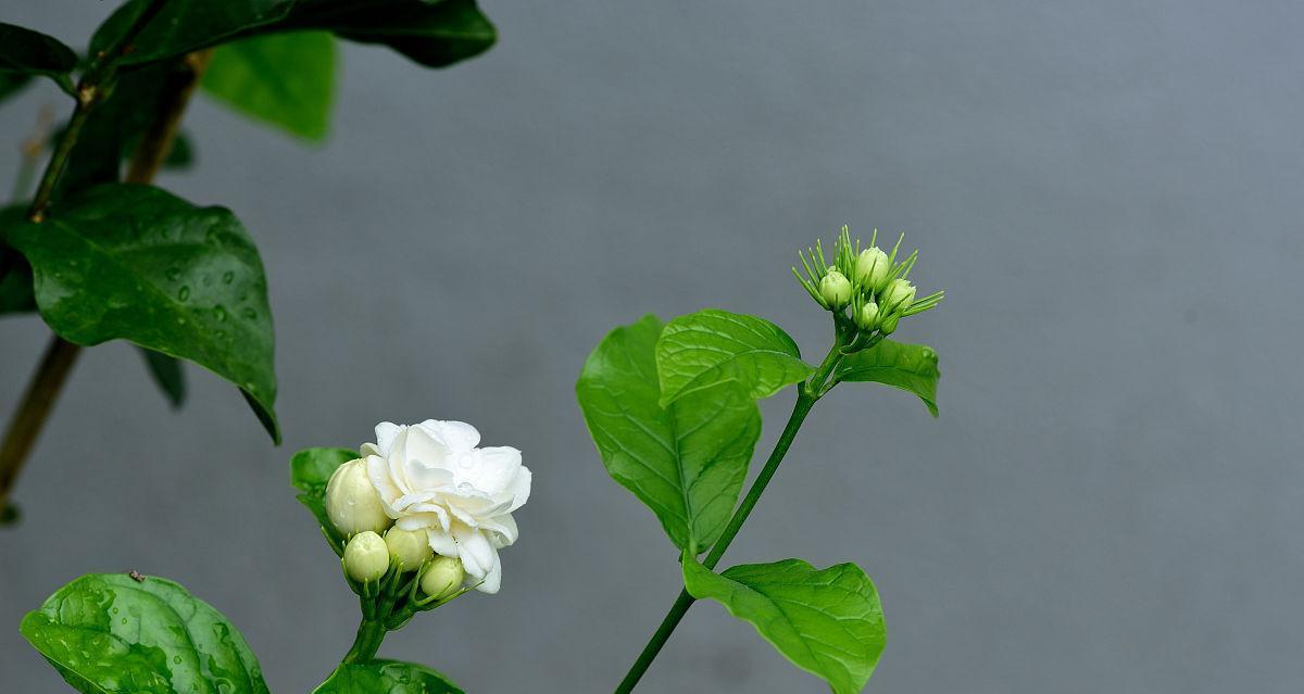 茉莉花是什么颜色（有关茉莉花颜色介绍）