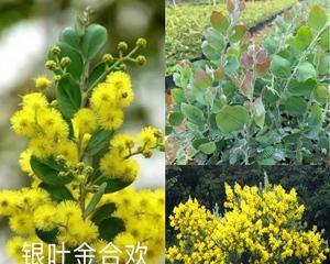 银合欢种子怎么种（银合欢种植方法和注意事项）