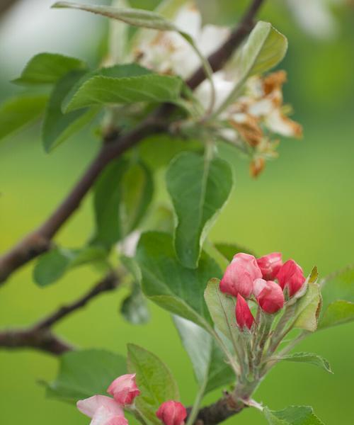 苹果树怎么管才能更好（苹果树的栽培技术）