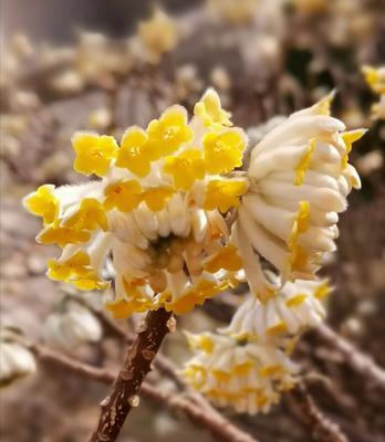 探春花怎么养（探春花养护与管理）