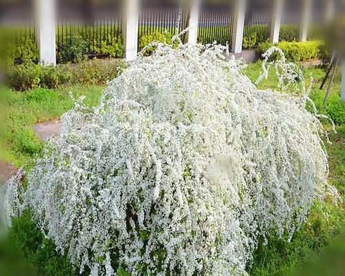 什么是灌木什么是乔木植物（园林绿化常用灌木介绍）