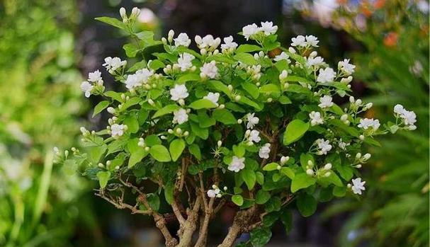 茉莉花开花后怎么修剪（茉莉的修剪方法和技巧）