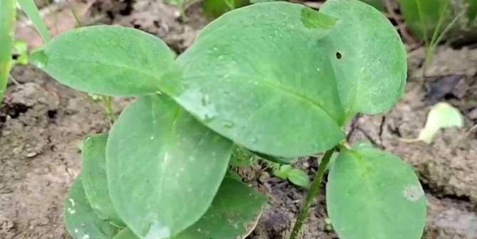 半夏怎么种植（半夏的种植方法和时间）