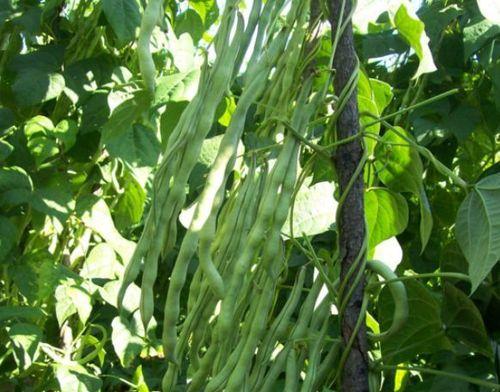 芸豆怎样种植才能高产（芸豆种植技术与管理）