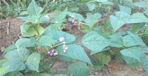 芸豆怎样种植才能高产（芸豆种植技术与管理）