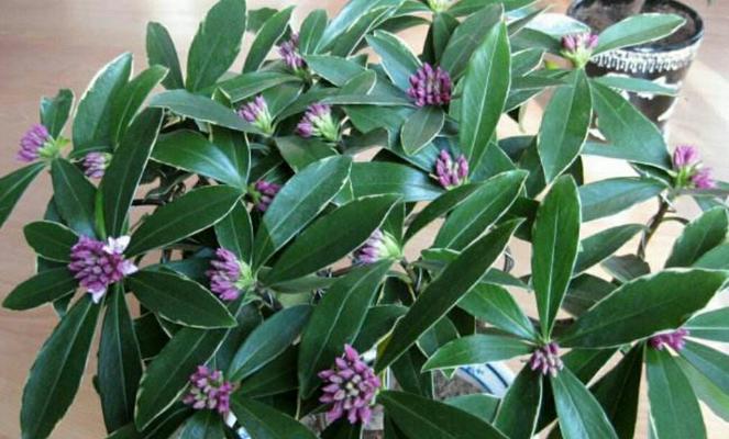 七彩瑞香花开，花语传情（用颜色瑞香诉说心语）