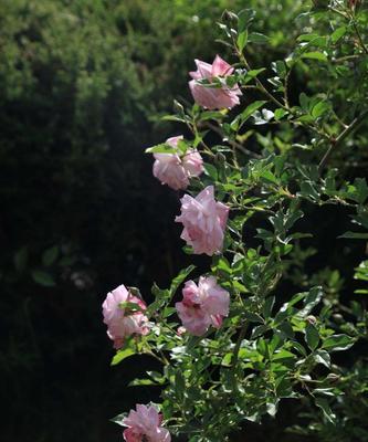 蔷薇花语的奇妙世界（以不同颜色蔷薇花的花语解读人生）