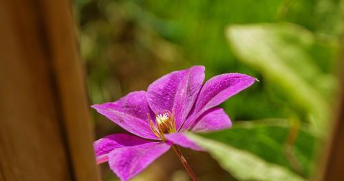 色彩绽放，铁线莲花语（以不同颜色铁线莲的花语传递情感和祝福）