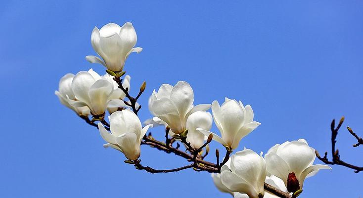 侧柏花语与寓意——美丽与坚韧并存（侧柏花语探秘）