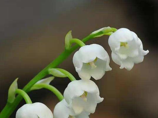 侧柏花语与寓意——美丽与坚韧并存（侧柏花语探秘）