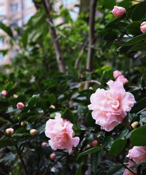 茶花的象征意义与含义（探索茶花的神秘之美）